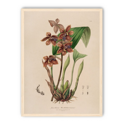 Speckled orchids on pale paper