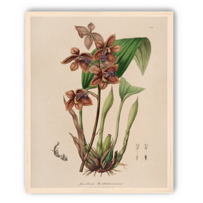 Speckled orchids on pale paper
