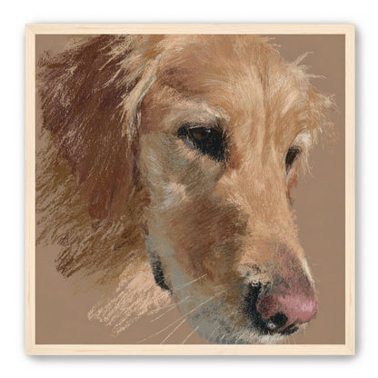Warm browns on a golden retriever