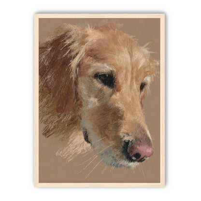 Warm browns on a golden retriever