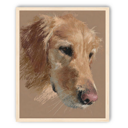 Warm browns on a golden retriever