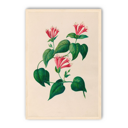 Three trumpets on a vine