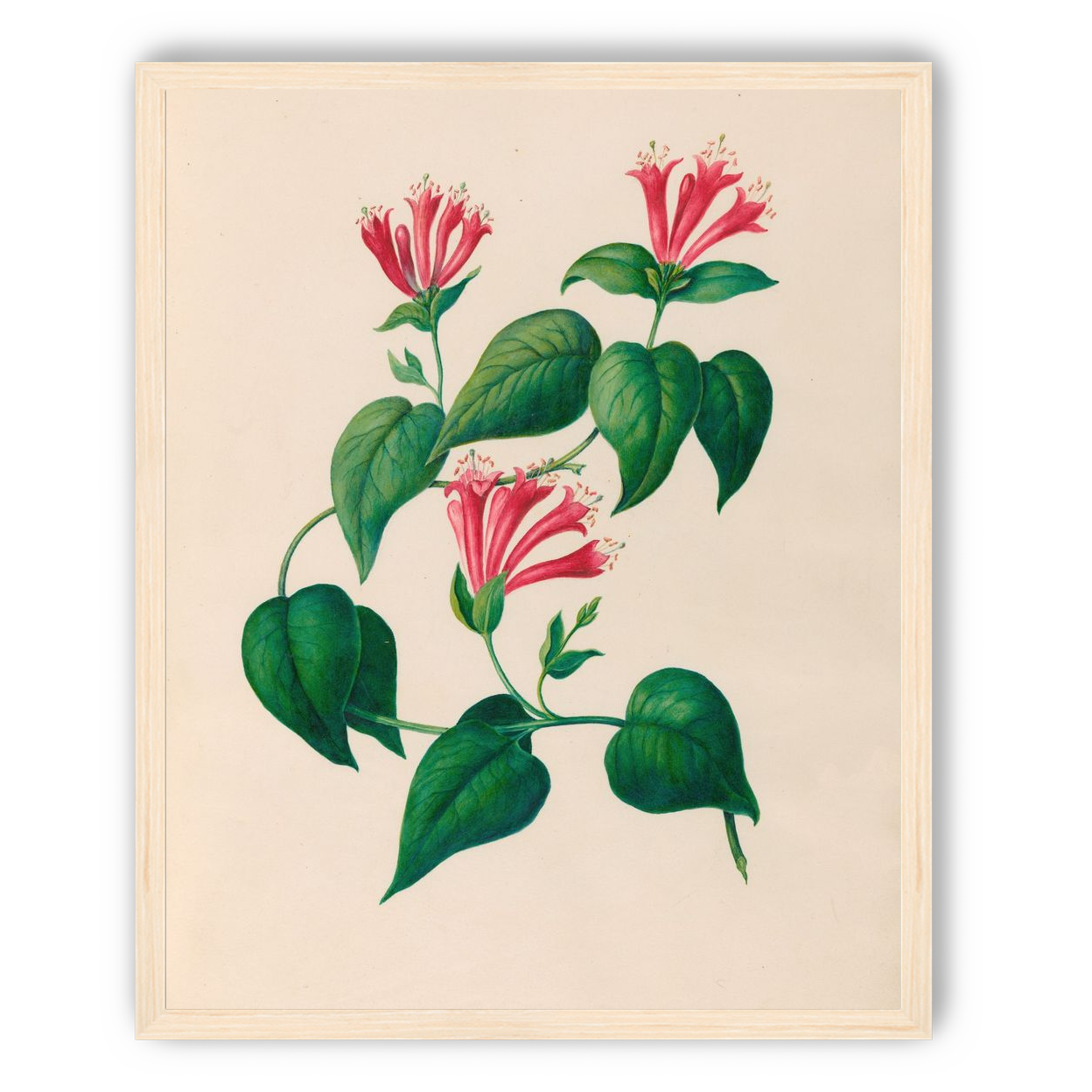 Three trumpets on a vine