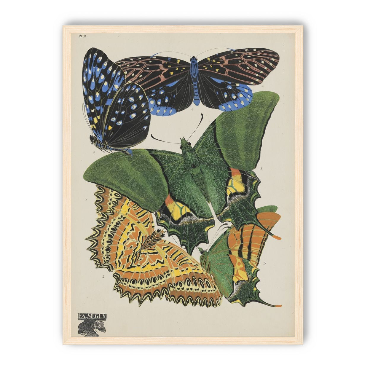 Butterflies on a pale plate