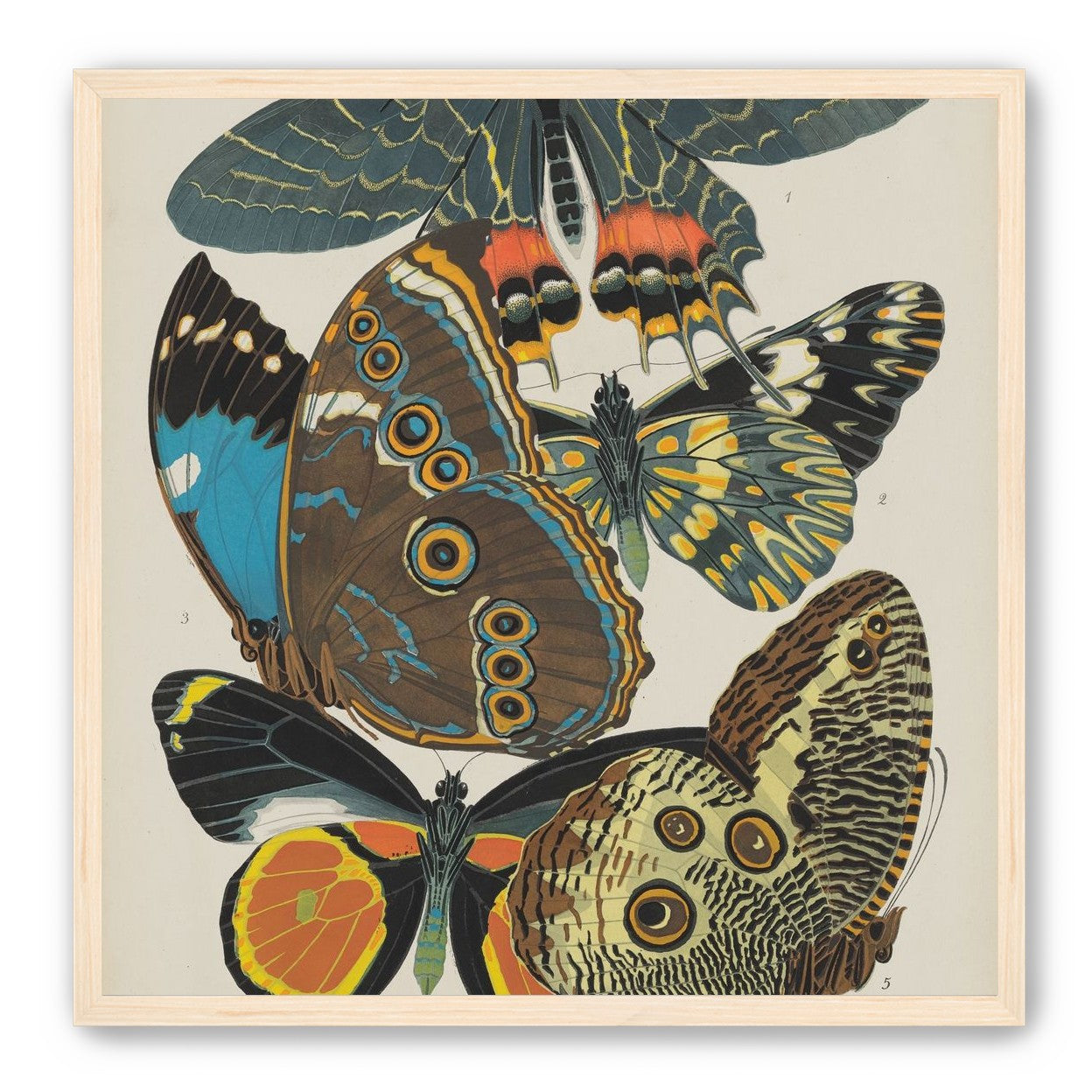 Five butterflies in quiet display