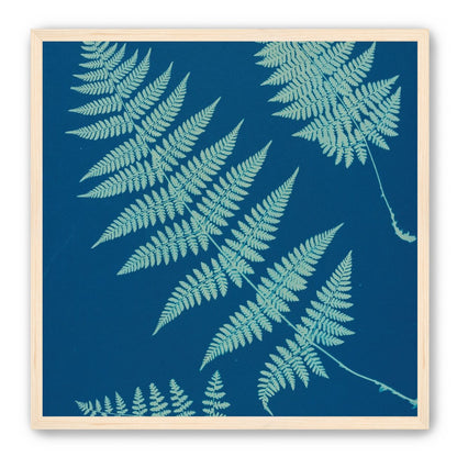 Pale ferns in deep blue