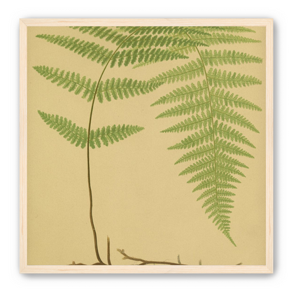 Green frond on tan paper