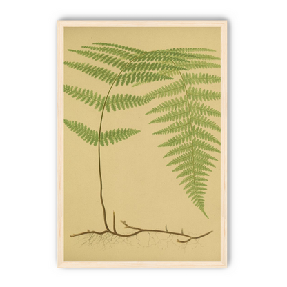 Green frond on tan paper