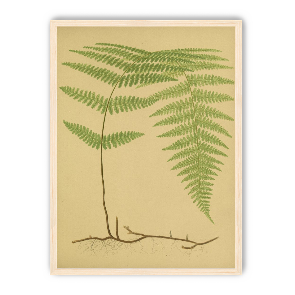 Green frond on tan paper