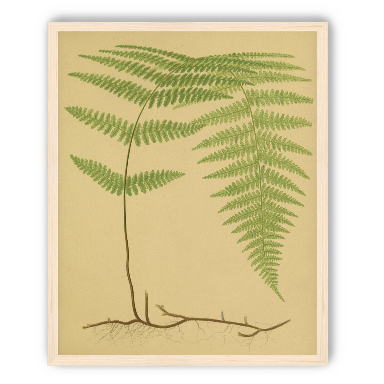 Green frond on tan paper