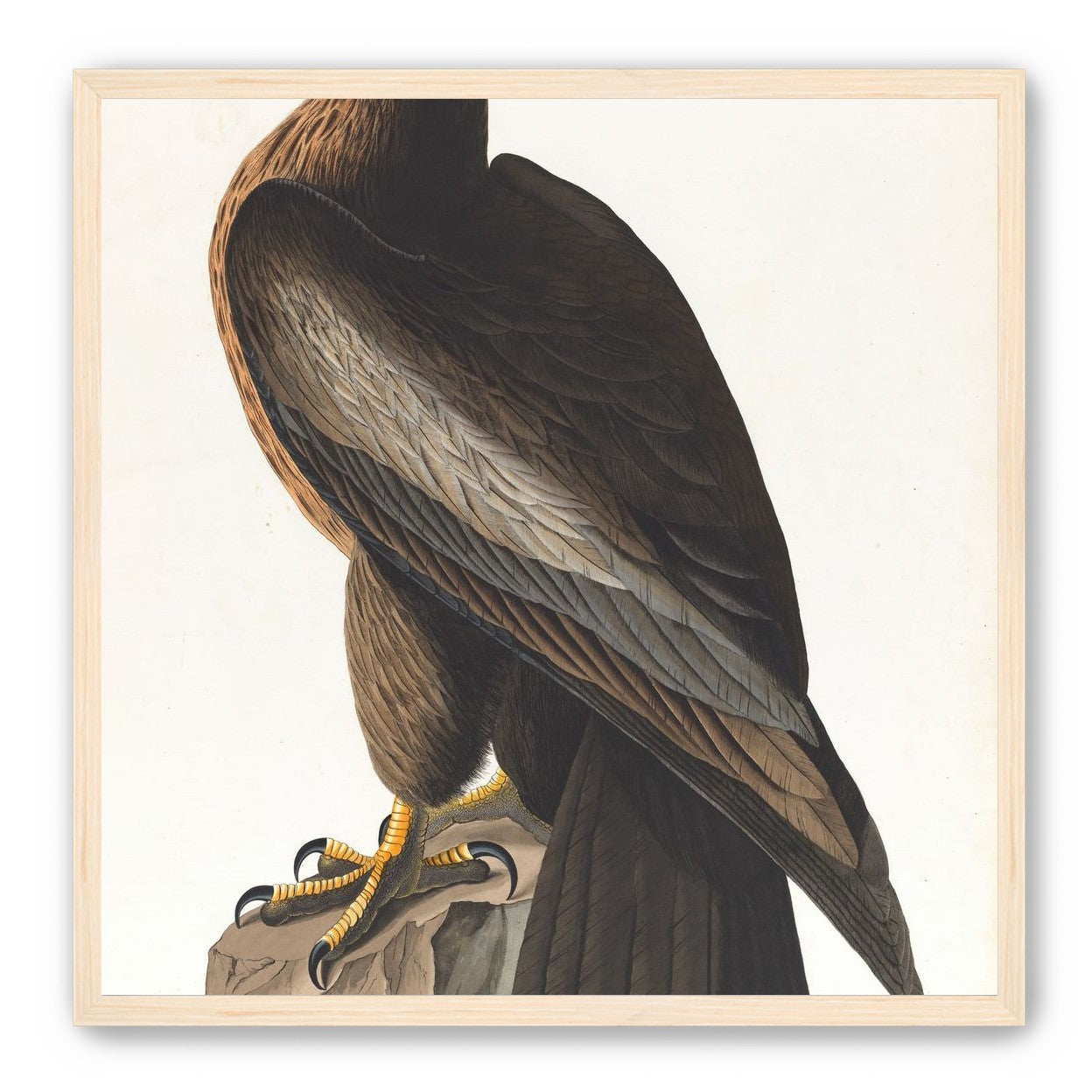 Brown hawk on rock