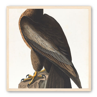 Brown hawk on rock