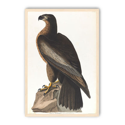 Brown hawk on rock