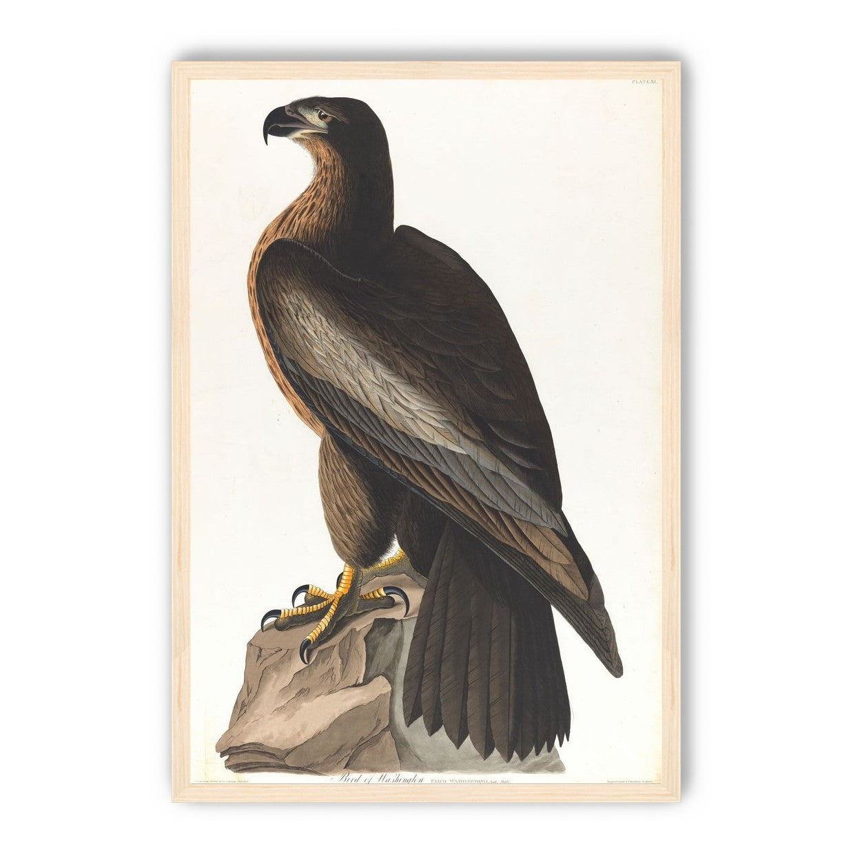 Brown hawk on rock