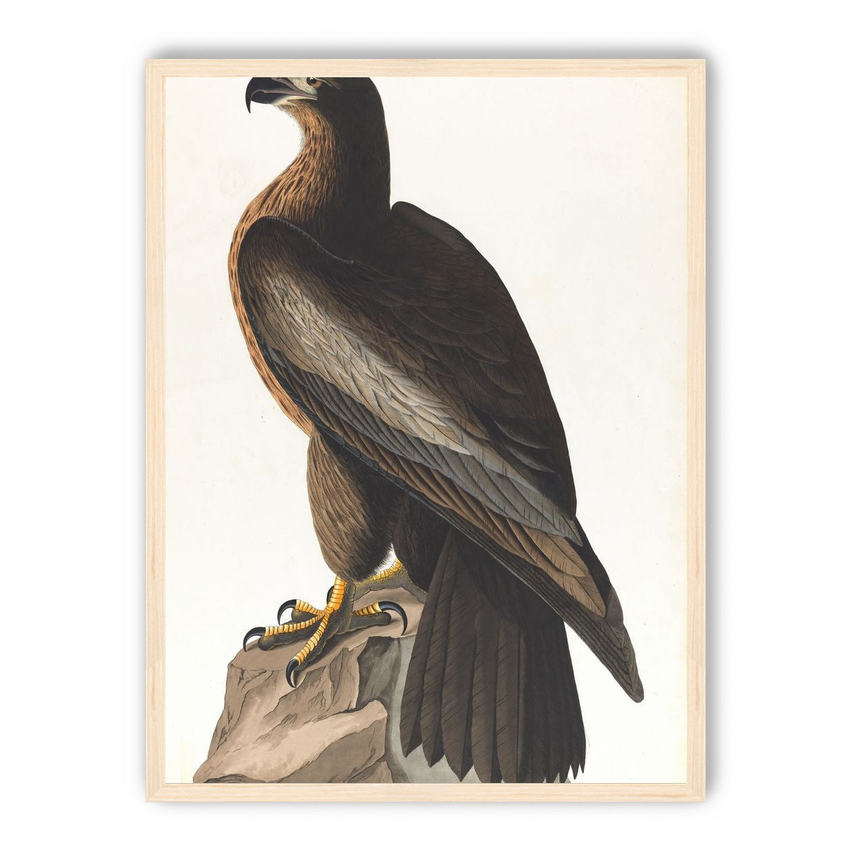 Brown hawk on rock