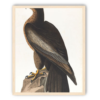 Brown hawk on rock