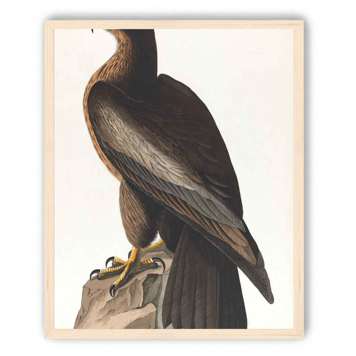 Brown hawk on rock