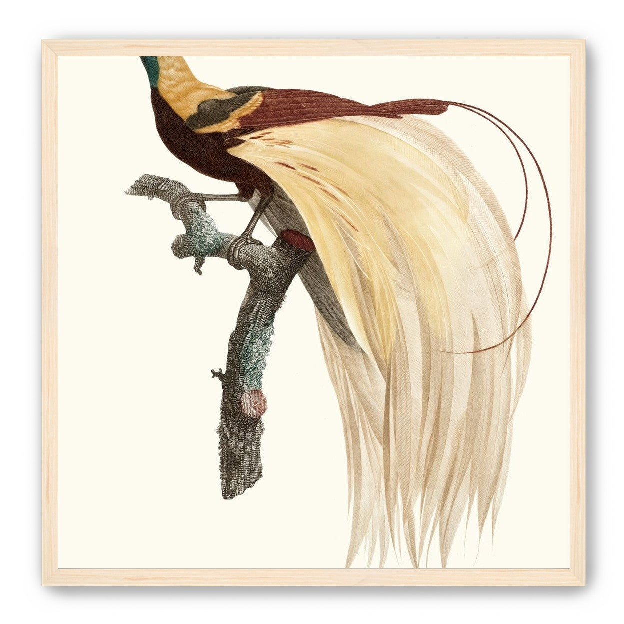 Open beak and trailing plumes