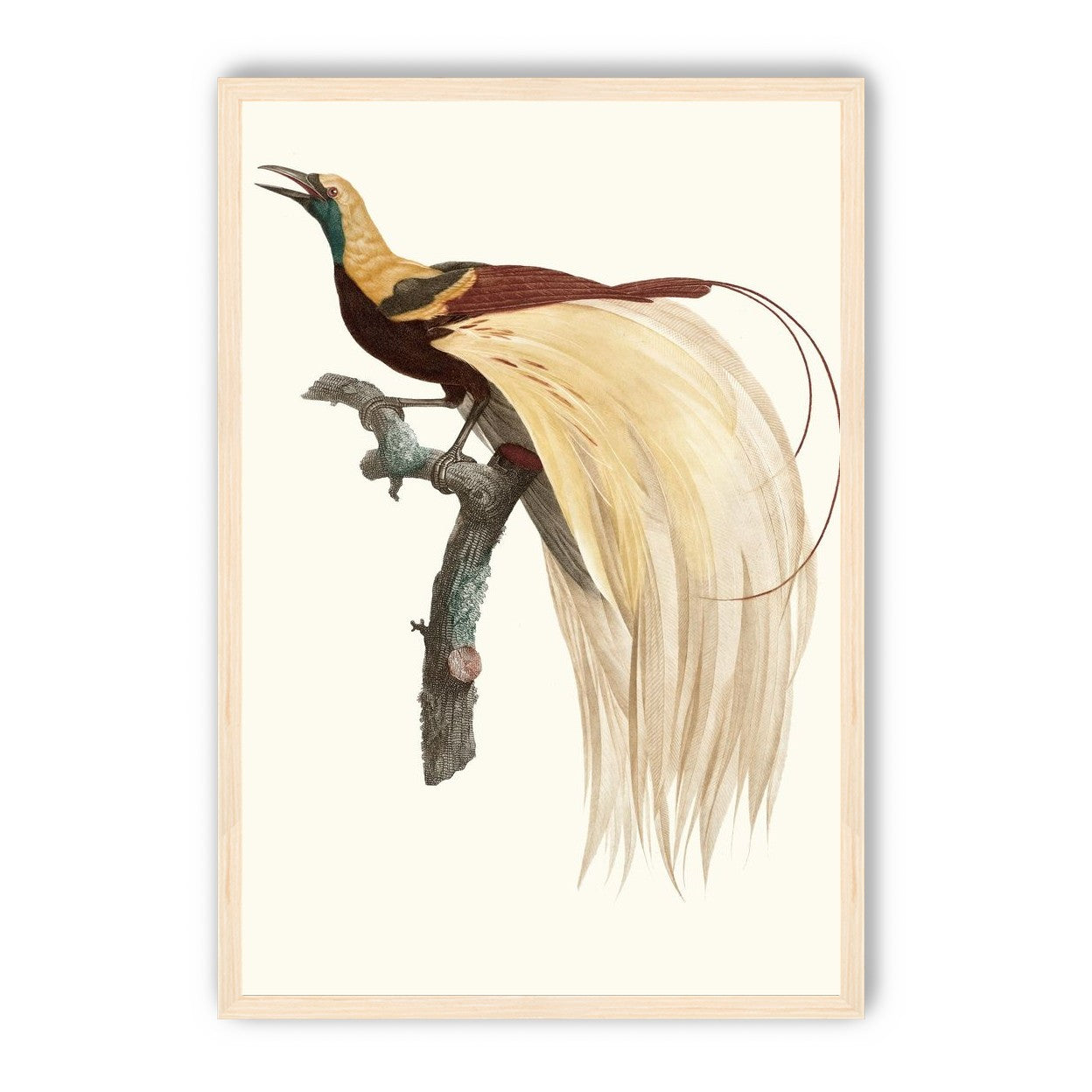 Open beak and trailing plumes