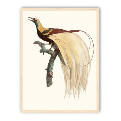 Open beak and trailing plumes