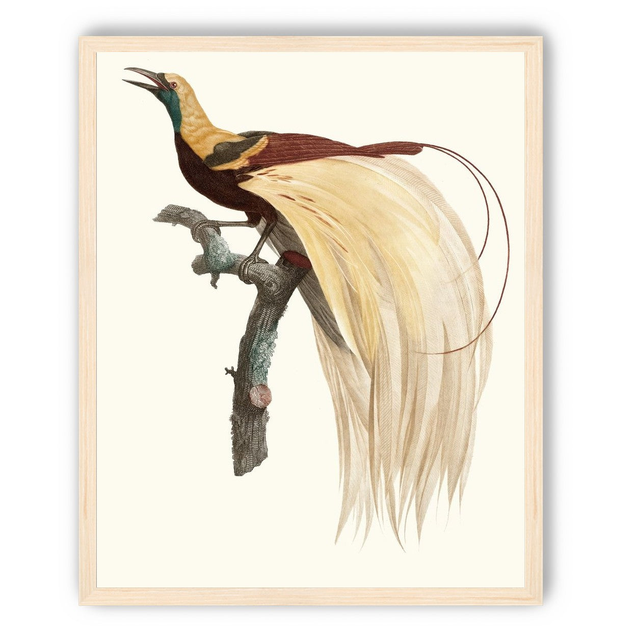 Open beak and trailing plumes