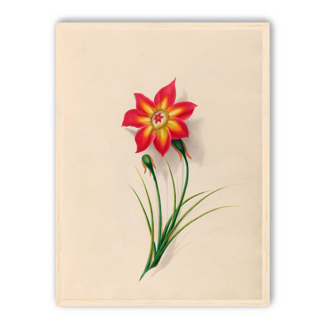 One flower above two buds