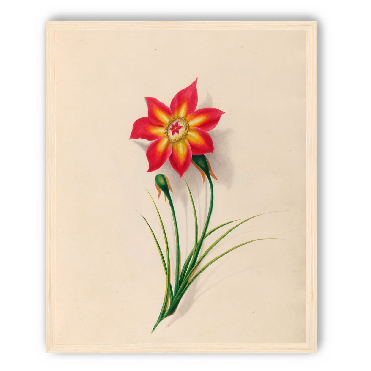 One flower above two buds