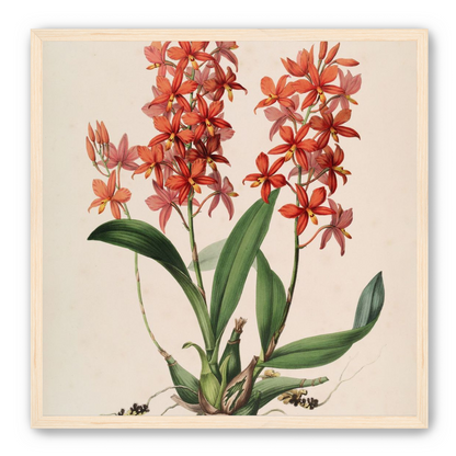 Red orchids on white paper