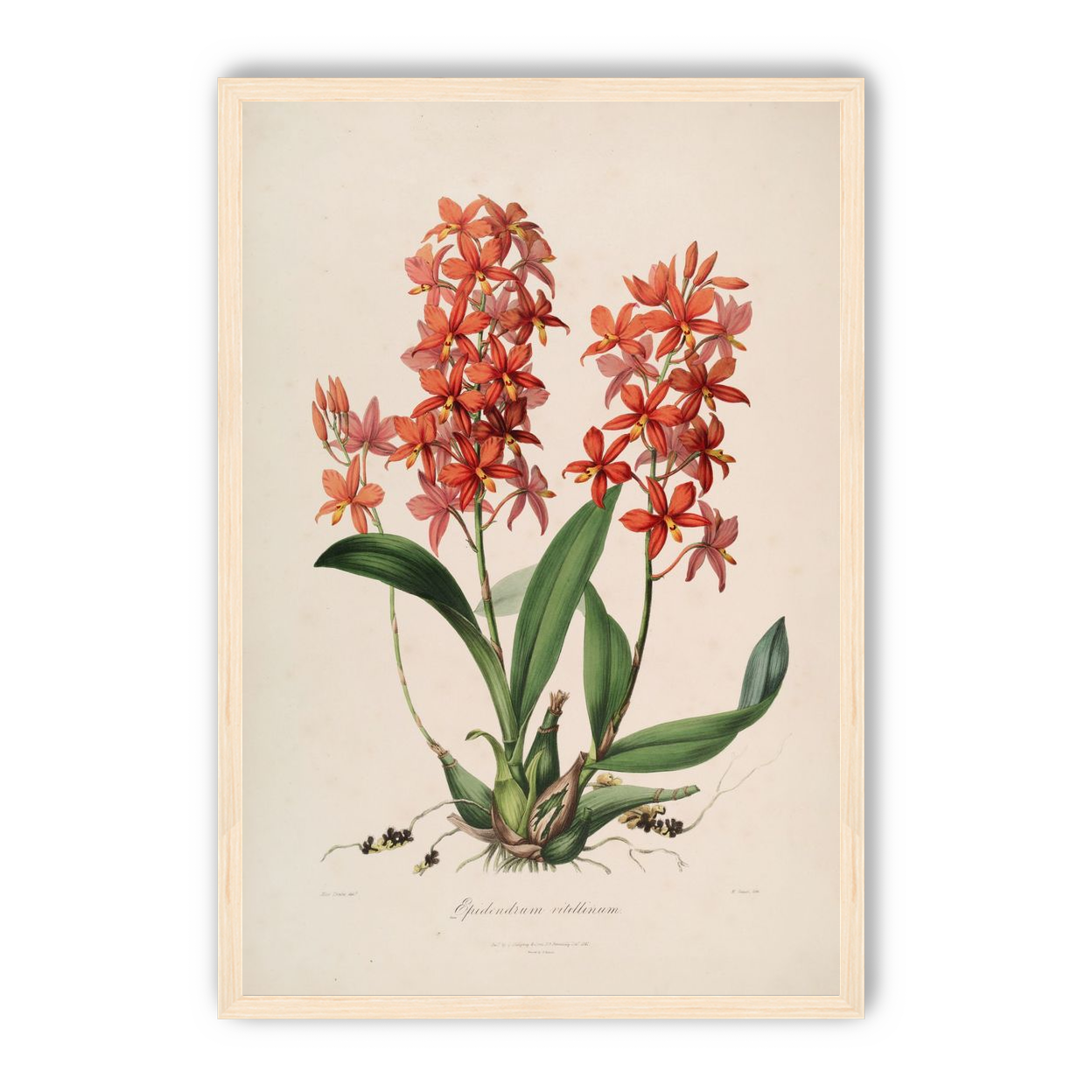 Red orchids on white paper