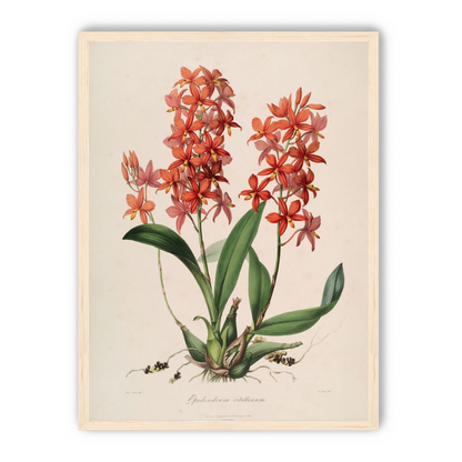 Red orchids on white paper