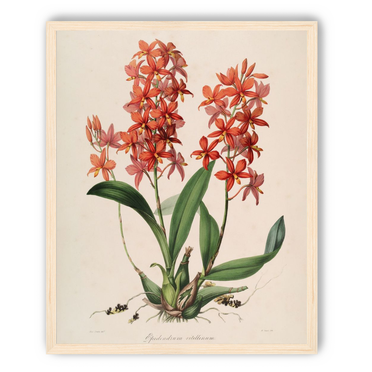 Red orchids on white paper