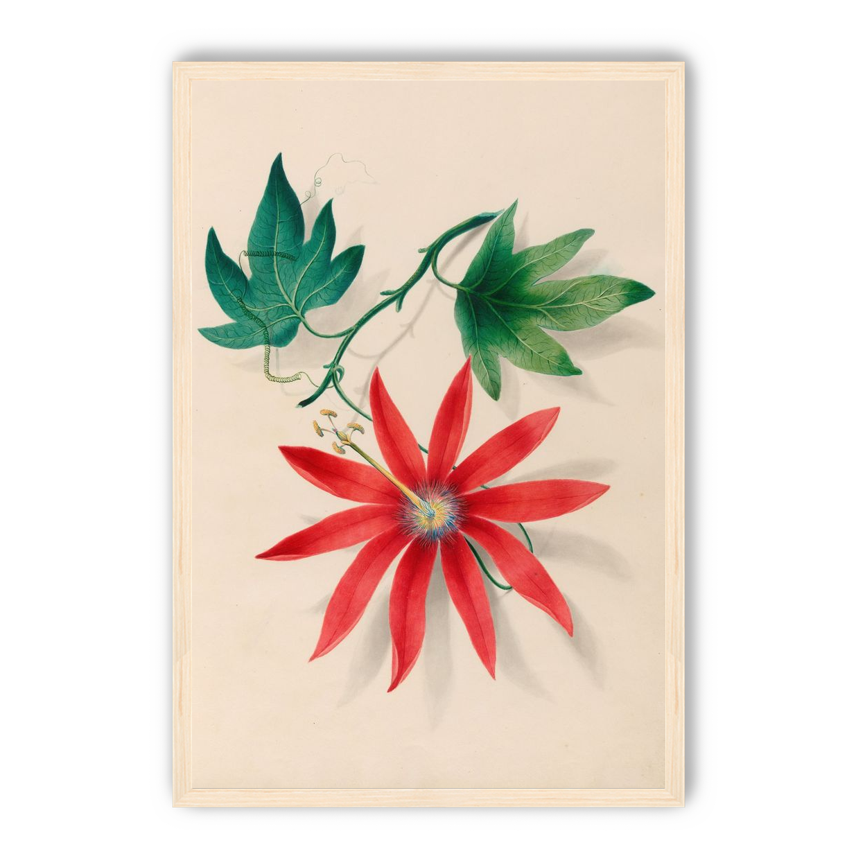 Red bloom on green vine