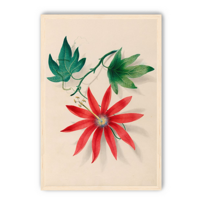 Red bloom on green vine