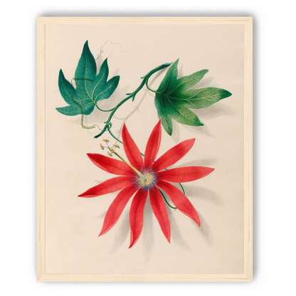 Red bloom on green vine