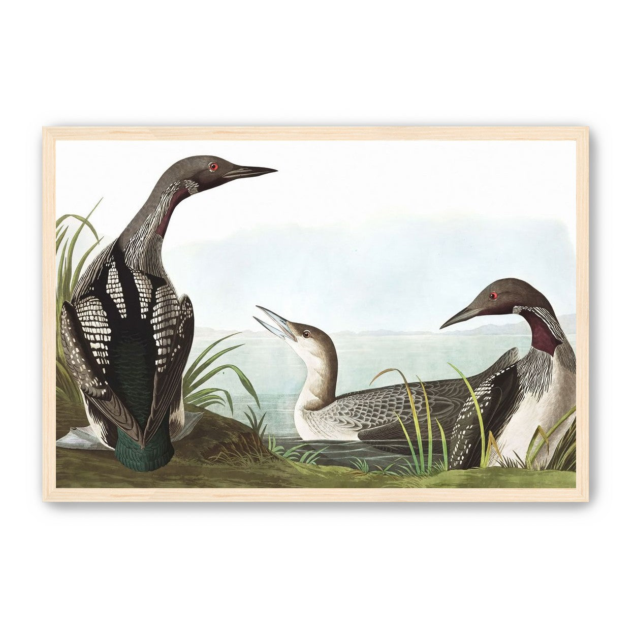 Black Throated Diver