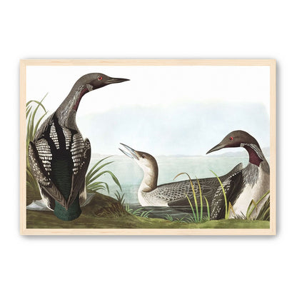 Black Throated Diver