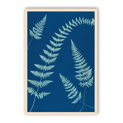 Fern shadows in blue