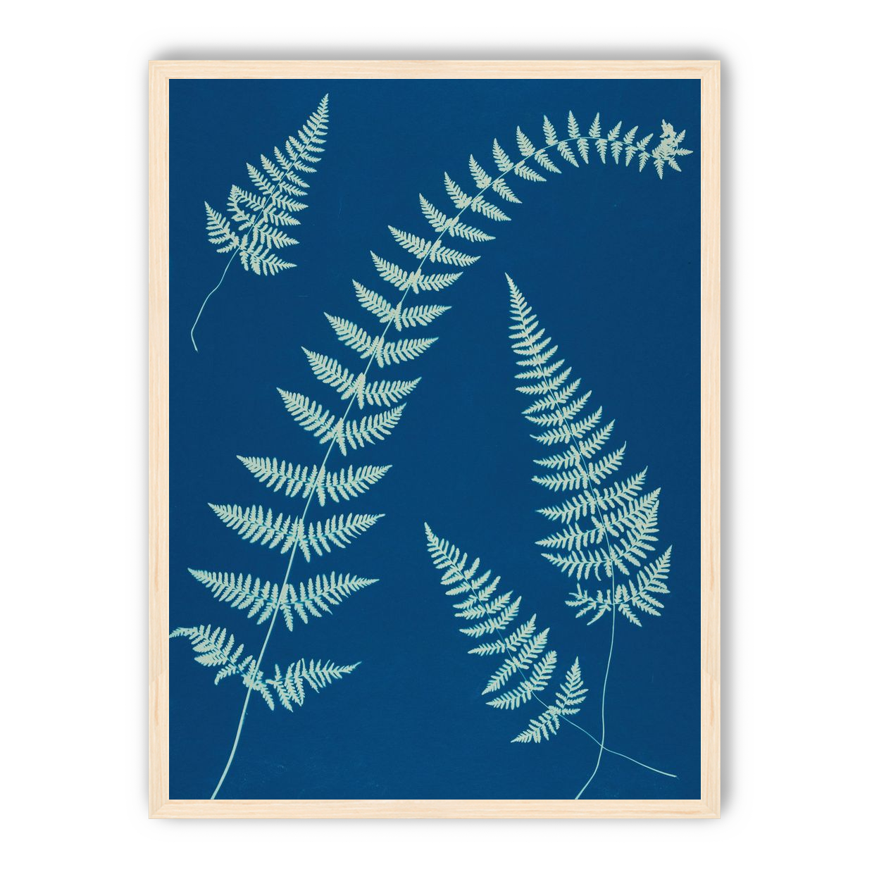 Fern shadows in blue