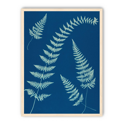 Fern shadows in blue