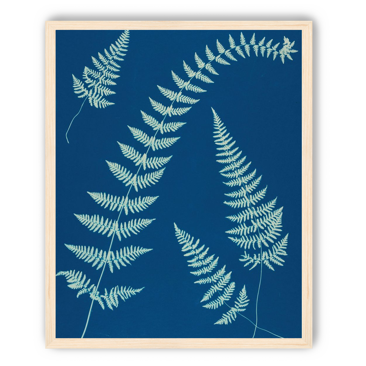 Fern shadows in blue