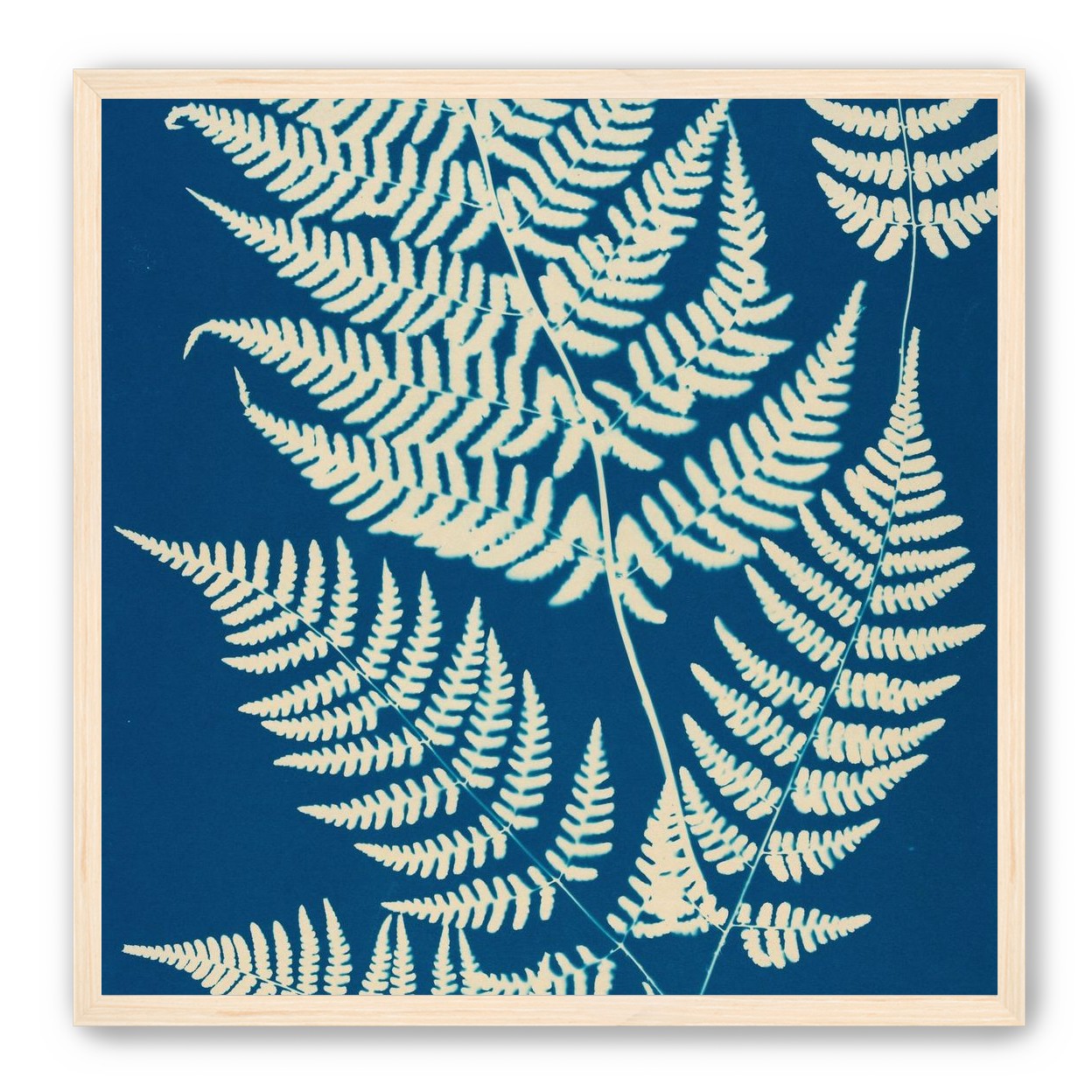 Ferns crossing blue field
