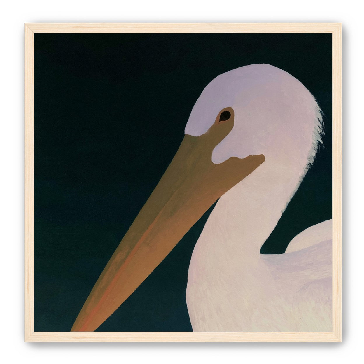 White pelican in stillness