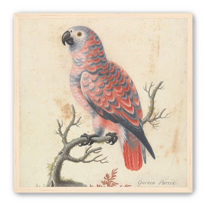 Parrot among bare branches