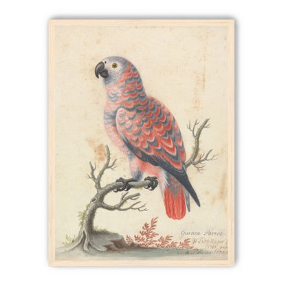Parrot among bare branches