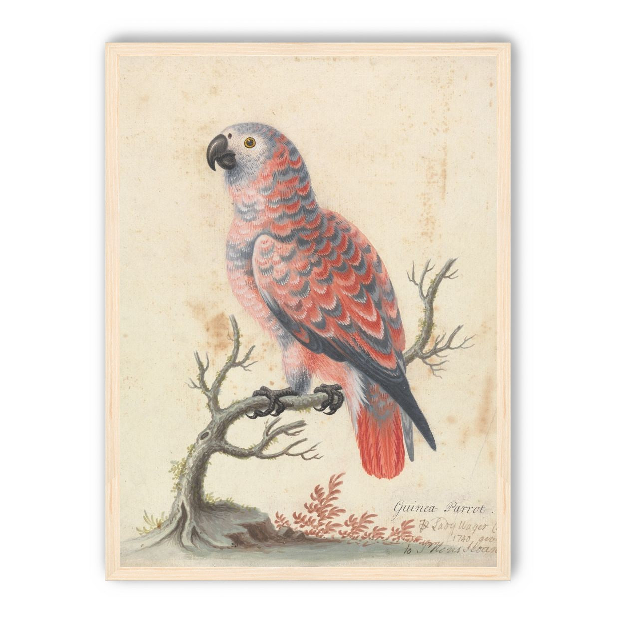 Parrot among bare branches