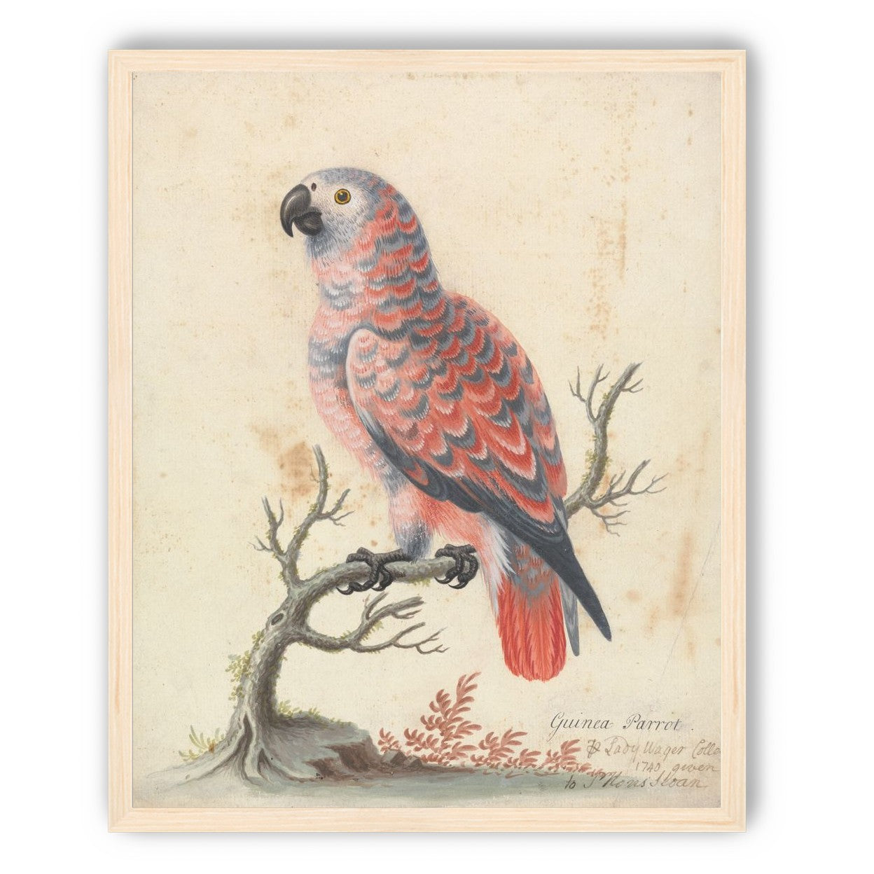 Parrot among bare branches