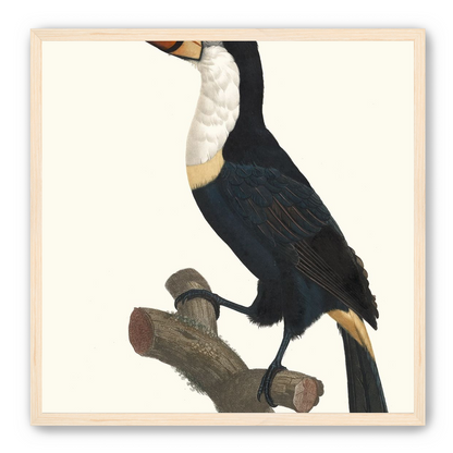 Hornbill on cut branch