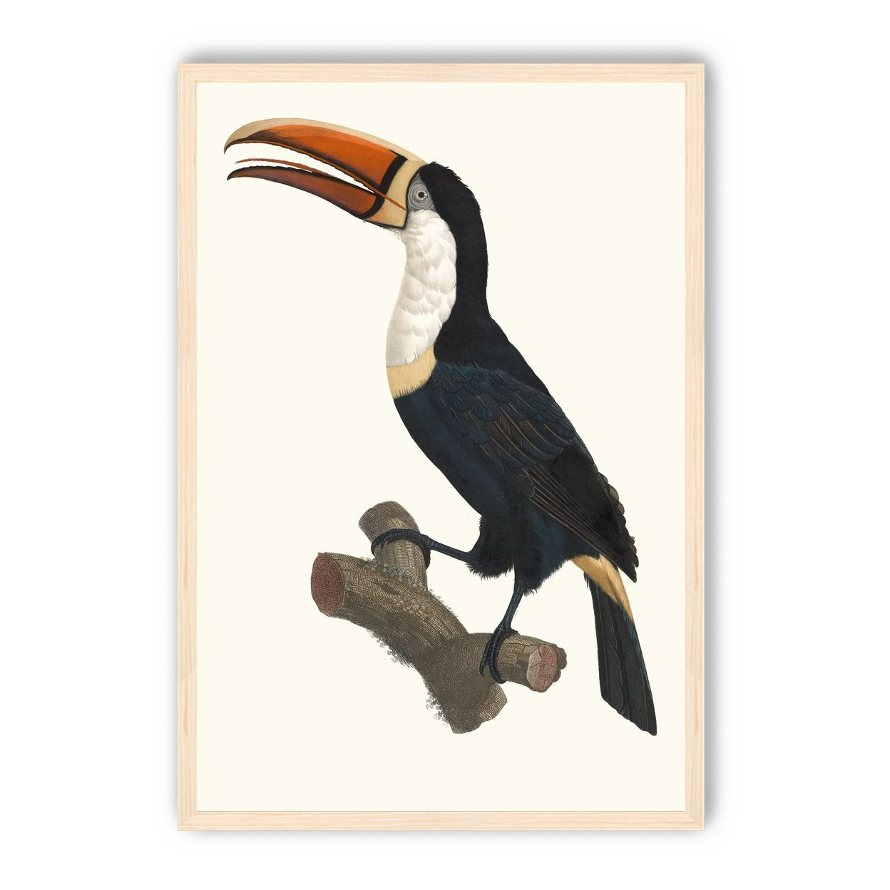 Hornbill on cut branch