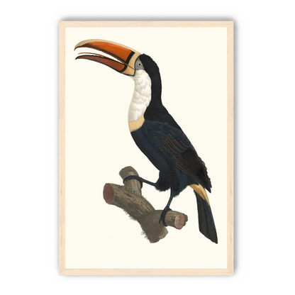 Hornbill on cut branch
