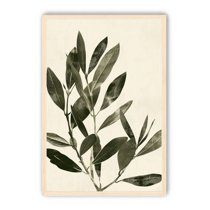 Dark leaves on pale field